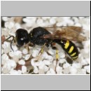 Ectemnius lapidarius - Grabwespe m01a OS-Hasbergen-Lehmwiese det .jpg